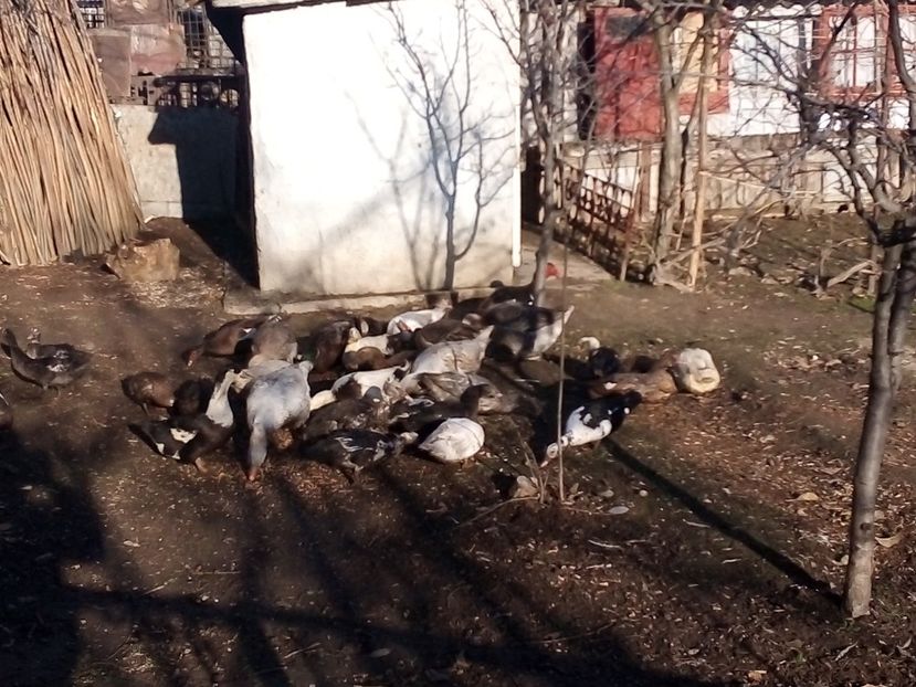  - Gâște