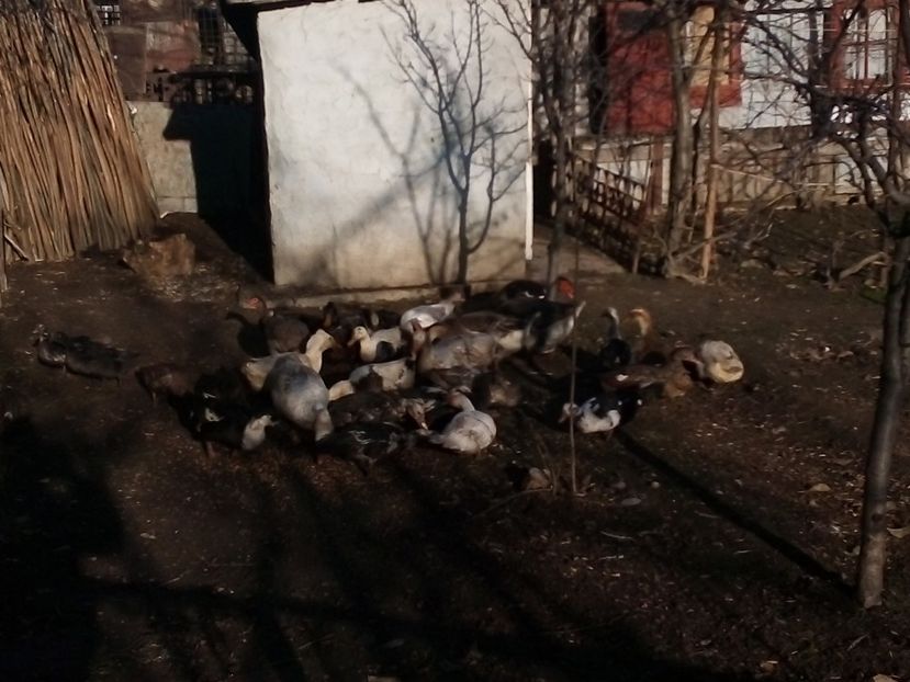  - Gâște