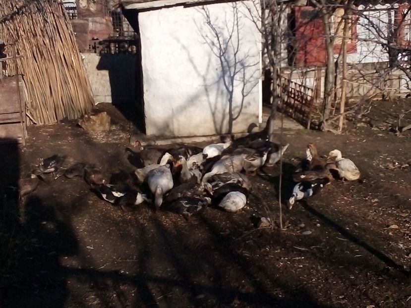  - Gâște