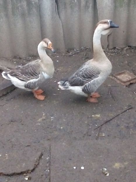  - Gâște carunculate