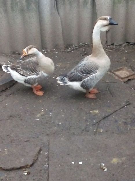  - Gâște carunculate