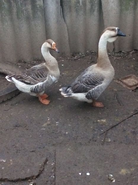  - Gâște carunculate