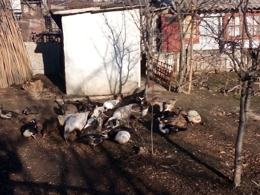  - Gâște