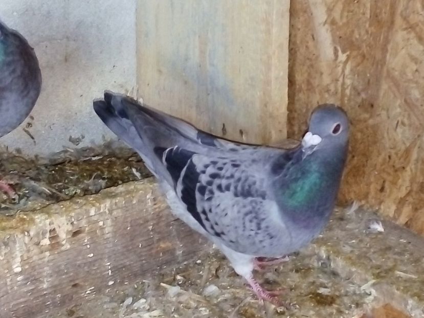  - Pui de porumbei voiajori 2019