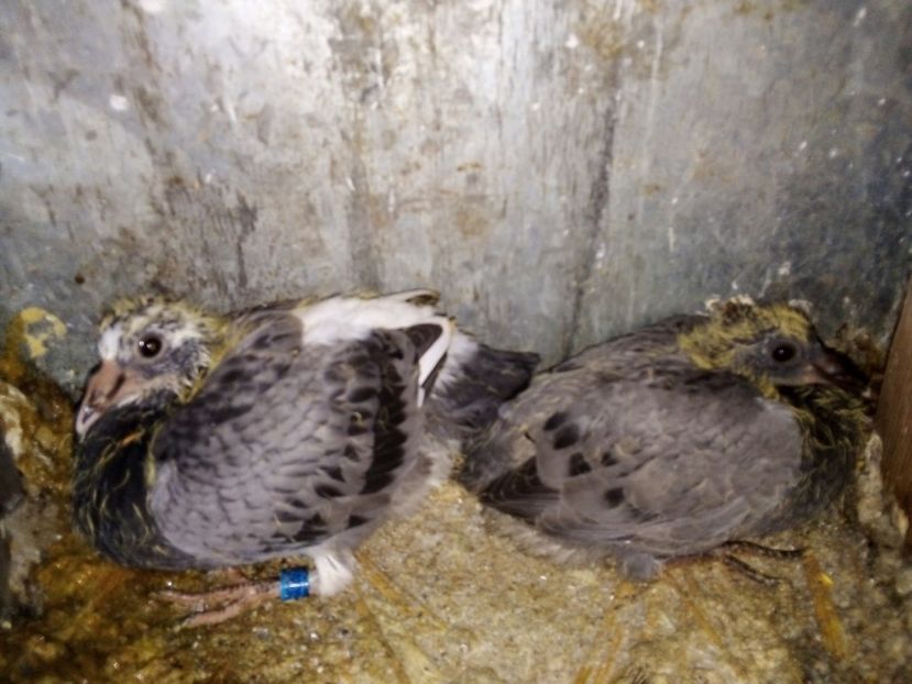  - Pui de porumbei voiajori 2019