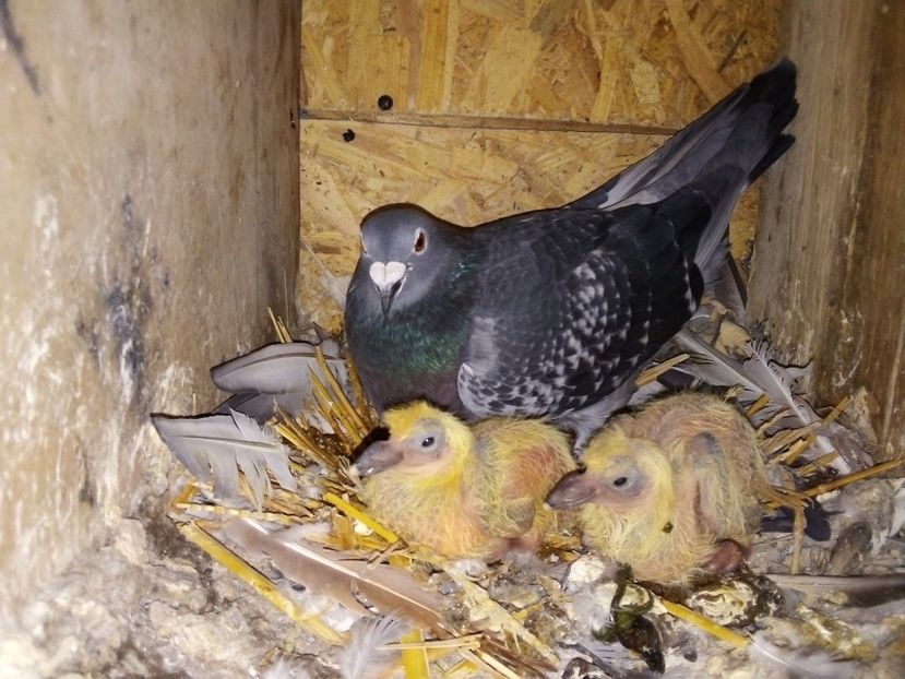  - Pui de porumbei voiajori 2019