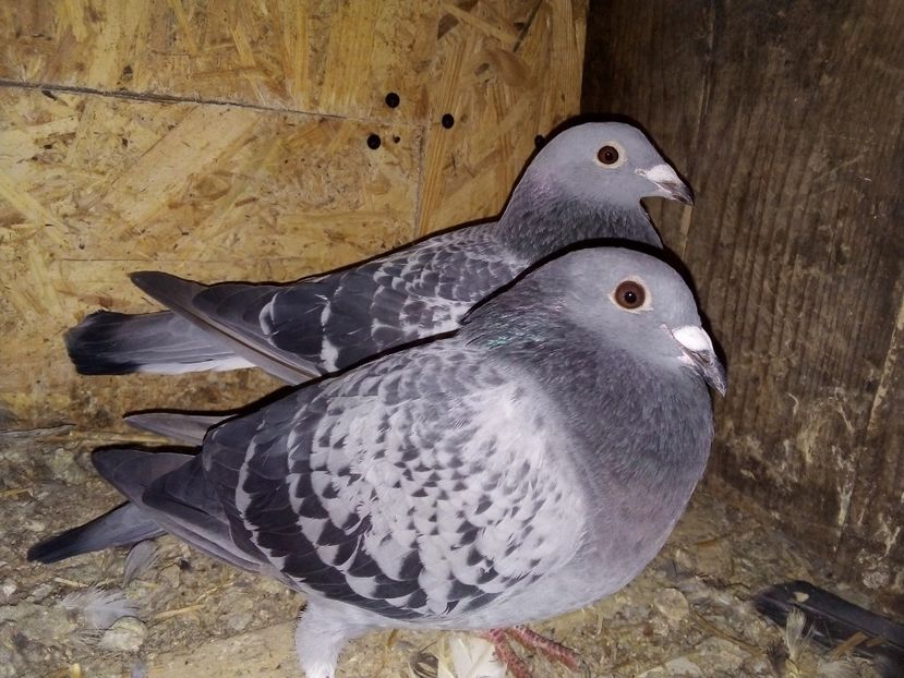  - Pui de porumbei voiajori 2019