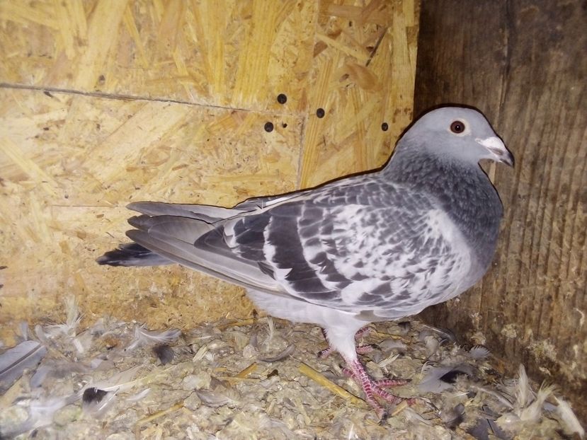  - Pui de porumbei voiajori 2019