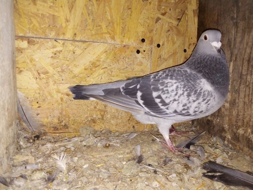  - Pui de porumbei voiajori 2019