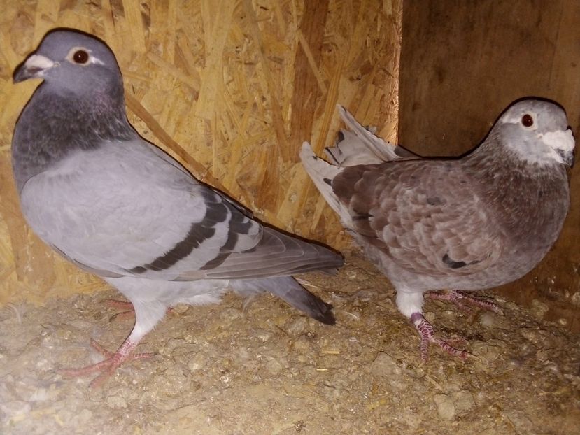  - -Porumbei Voiajori