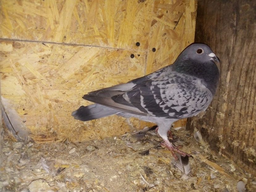  - Pui de porumbei voiajori 2019