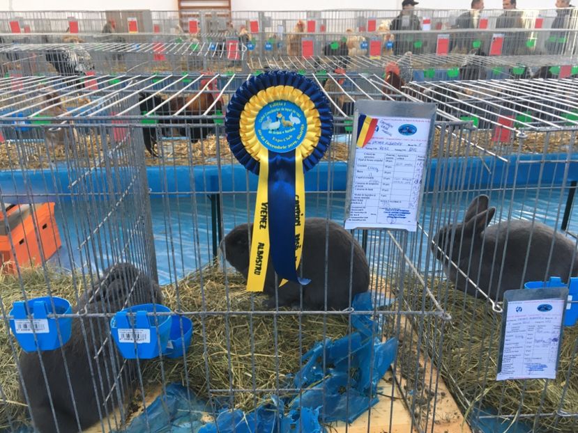 90DEA121-9A51-4D75-AAEF-335DF7699B8F - 8 - Prima ediție a expo Club CIRA 20-22 Decembrie 2019