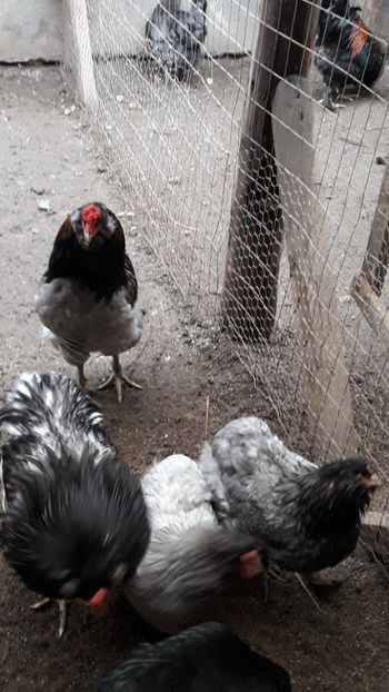  - Araucana albastru 2019