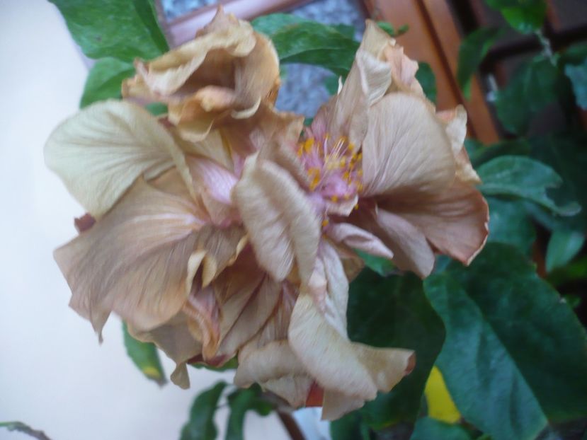 P1430308 - HIBISCUSI 2019-3