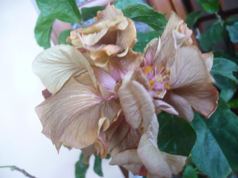 P1430309 - HIBISCUSI 2019-3