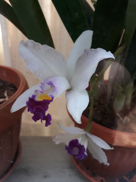  - 3 Orhidee Cattleya