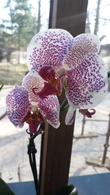  - 2 Orhidee Phalenopsis