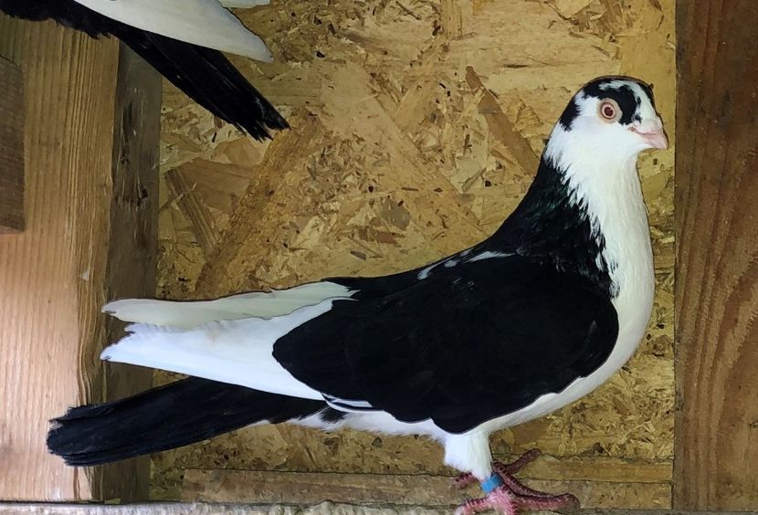 7058  mascul  2018 - B - perechi 2022