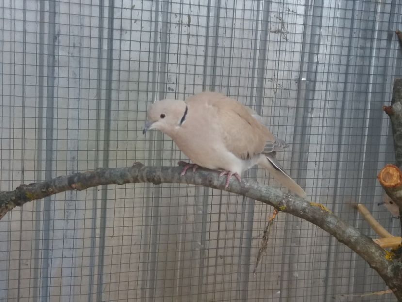  - Noua volieră ptr turturele rizătoare