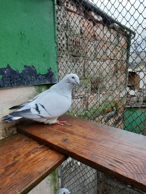  - Voiajor românesc de frumusete