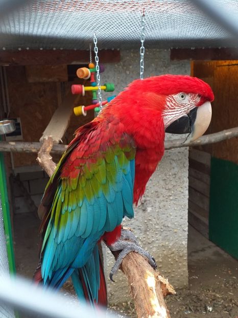  - Papagali Ara