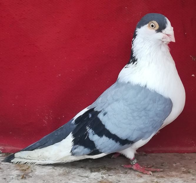 Paticul - Baltati pe vanat