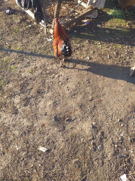  - Cocosi decembrie2019