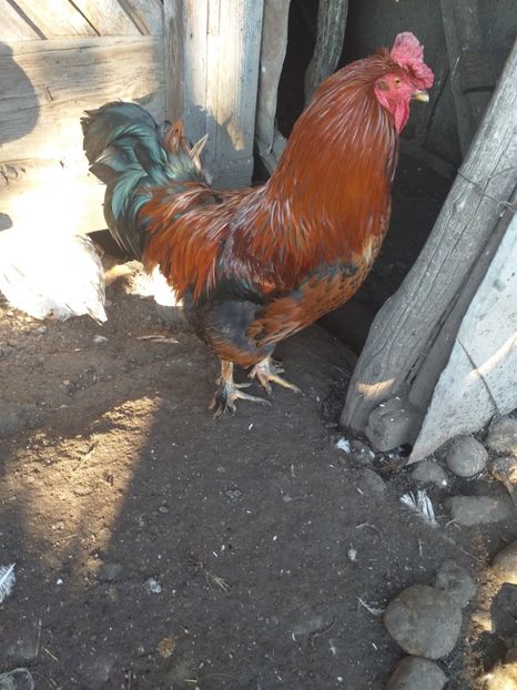  - Cocosi decembrie2019