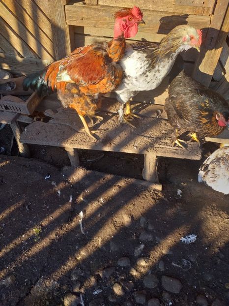  - Cocosi decembrie2019