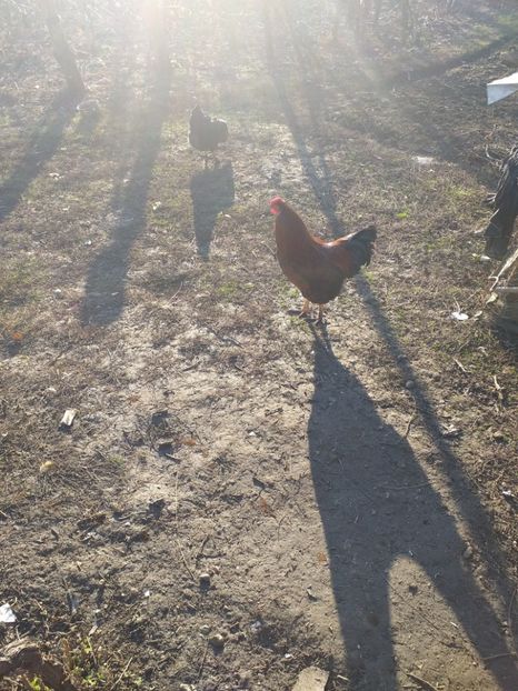  - Cocosi decembrie2019