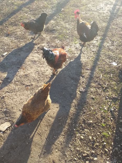  - Cocosi decembrie2019