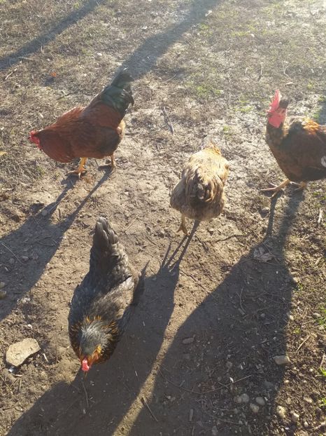  - Cocosi decembrie2019