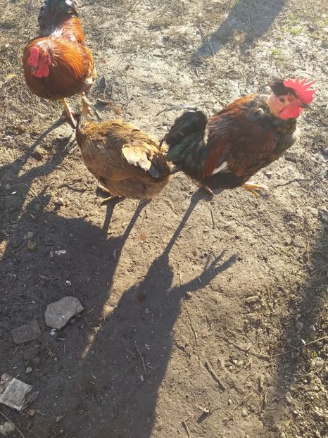  - Cocosi decembrie2019