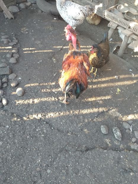  - Cocosi decembrie2019