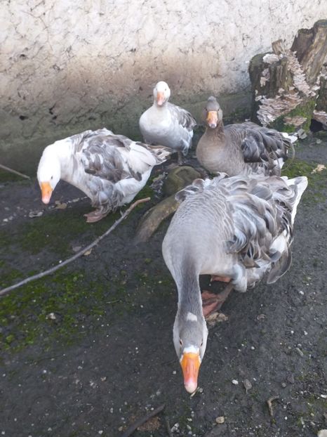  - Gâște decembrie2019