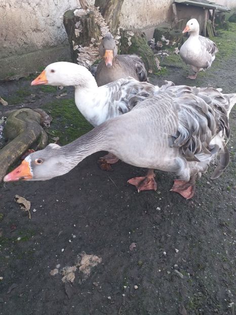  - Gâște decembrie2019