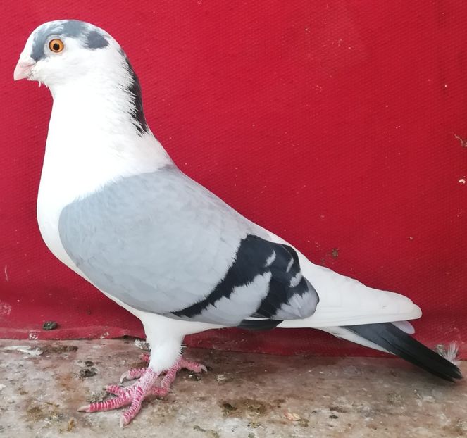  - Baltati pe vânăt ochi galbeni