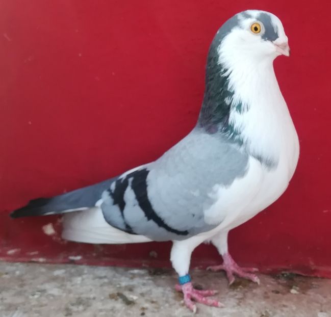  - Baltati pe vânăt ochi galbeni