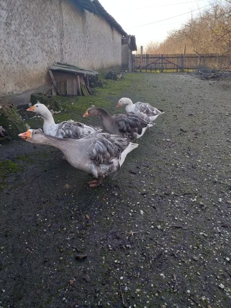  - Gâște decembrie2019