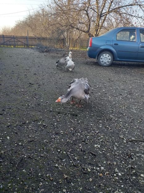  - Gâște decembrie2019