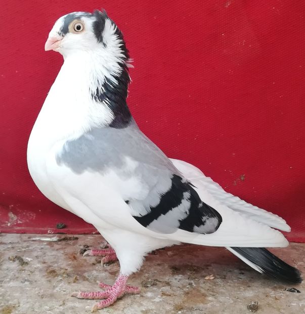  - Baltati pe vânăt motati