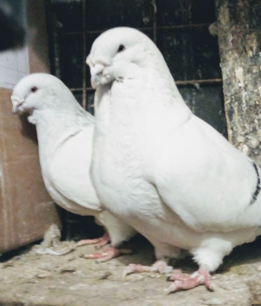  - - A - A - A - A - A - PARINTII REGINEI