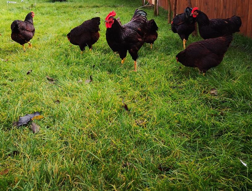  - Rhode island matcă 2020