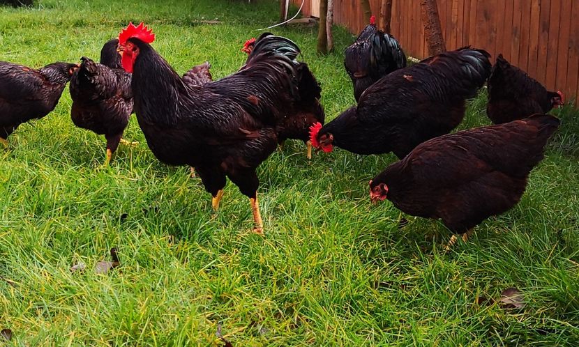  - Rhode island matcă 2020