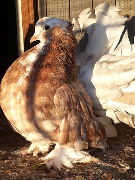  - Indian fantail 2020