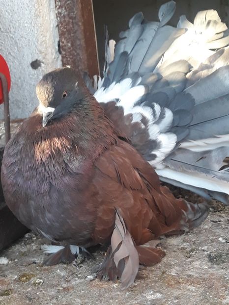  - Indian fantail 2020