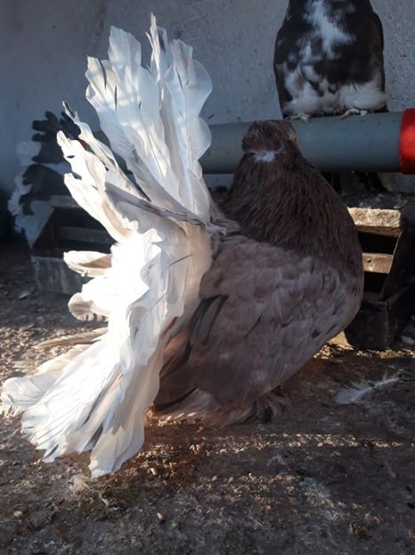  - Indian fantail 2020