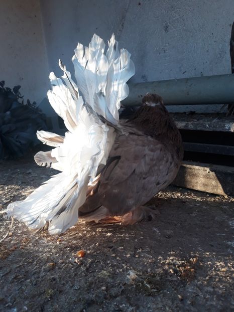  - Indian fantail 2020