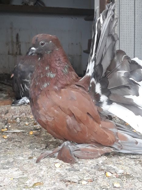  - Indian fantail 2020