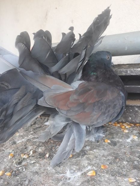  - Indian fantail 2020